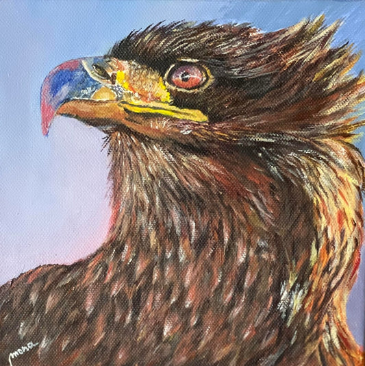 Juvenile Bald Eagle